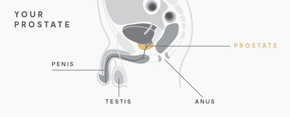 Your prostate, aka P-Spot, is a small, walnut-sized reproductive gland. It’s located 2-3 inches inside the male anal passage, just below the bladder.